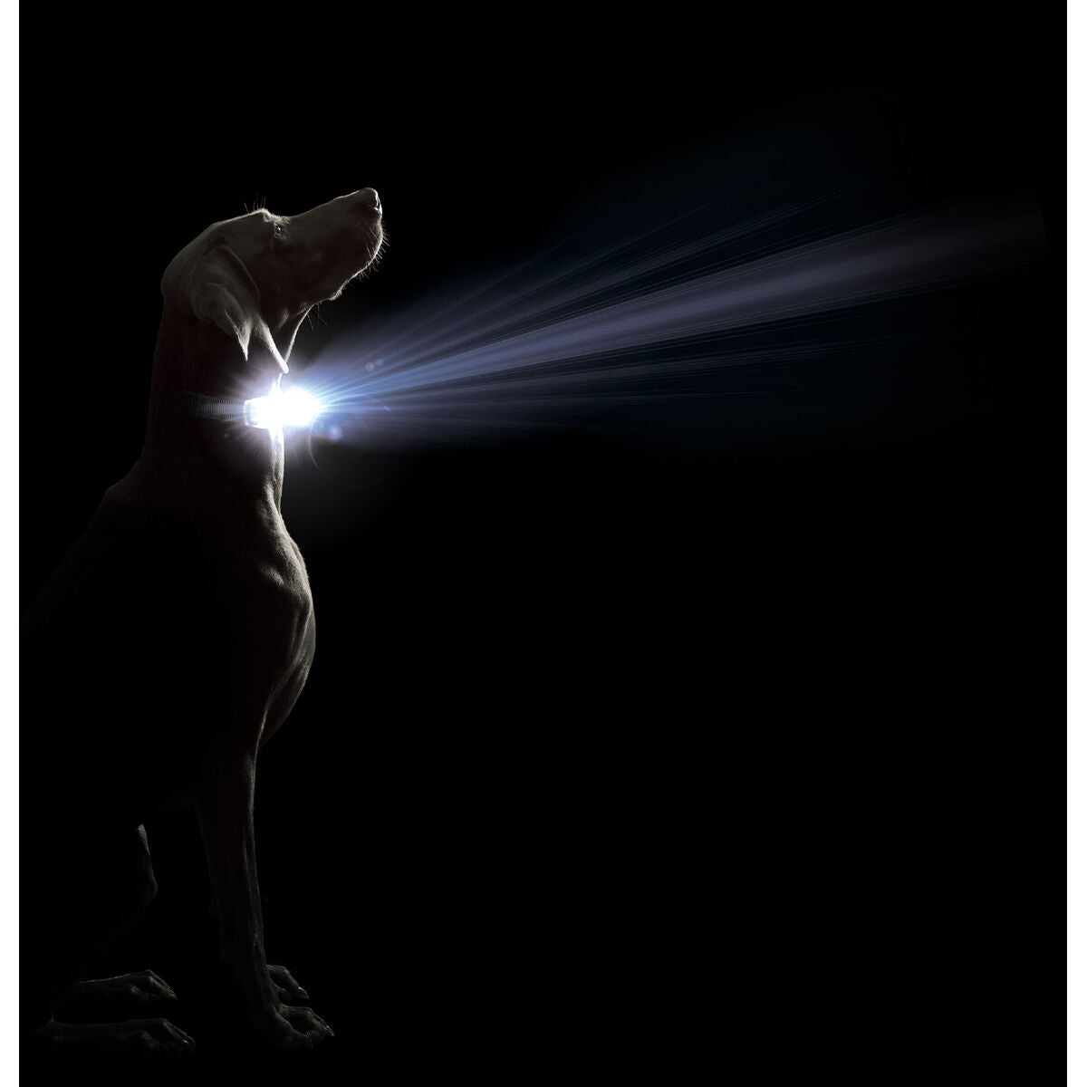 Dog collar Dog Gone Smart Black 12 Light-2