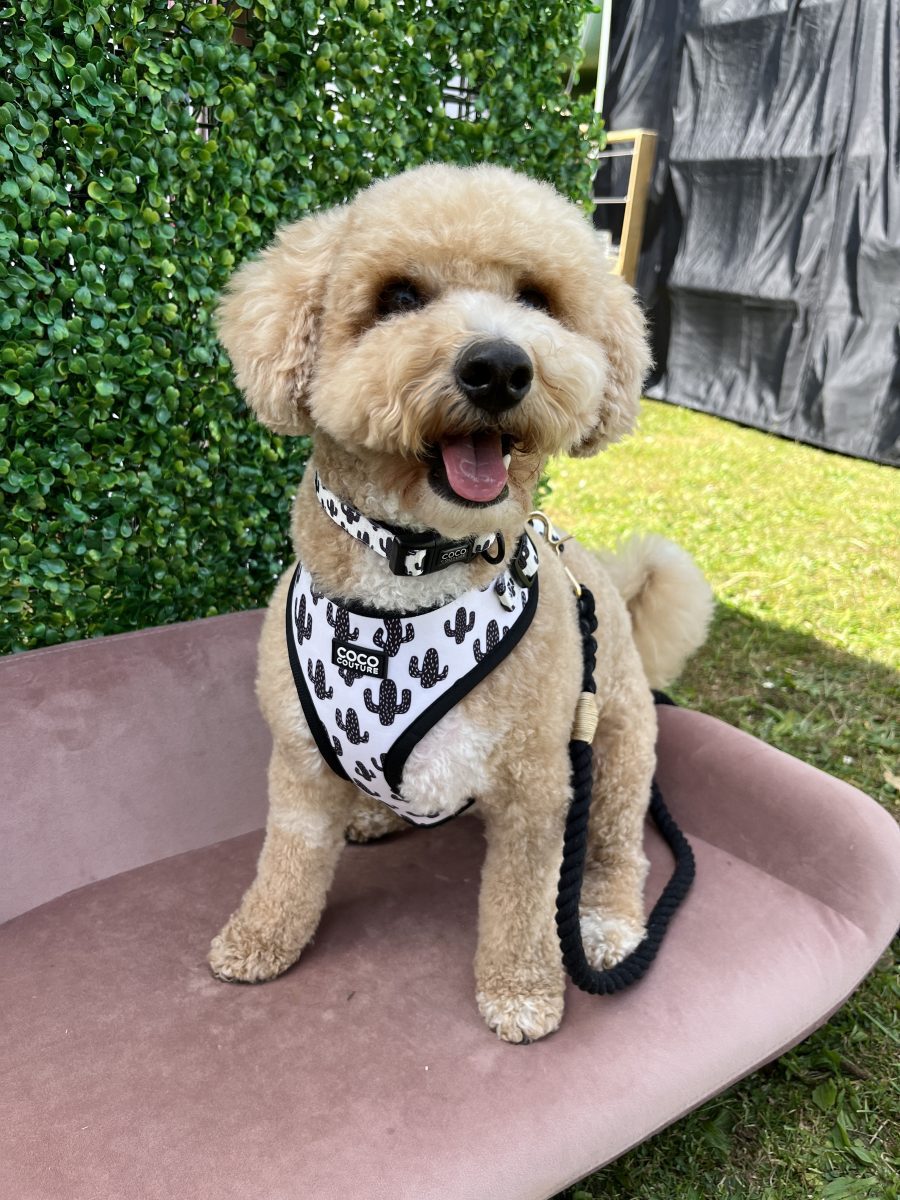 Prickly Paws Adjustable Dog Harness – by Coco Couture-1