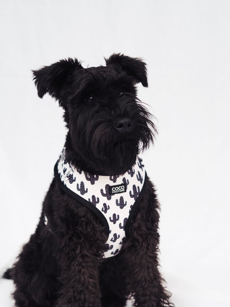 Prickly Paws Adjustable Dog Harness – by Coco Couture-9