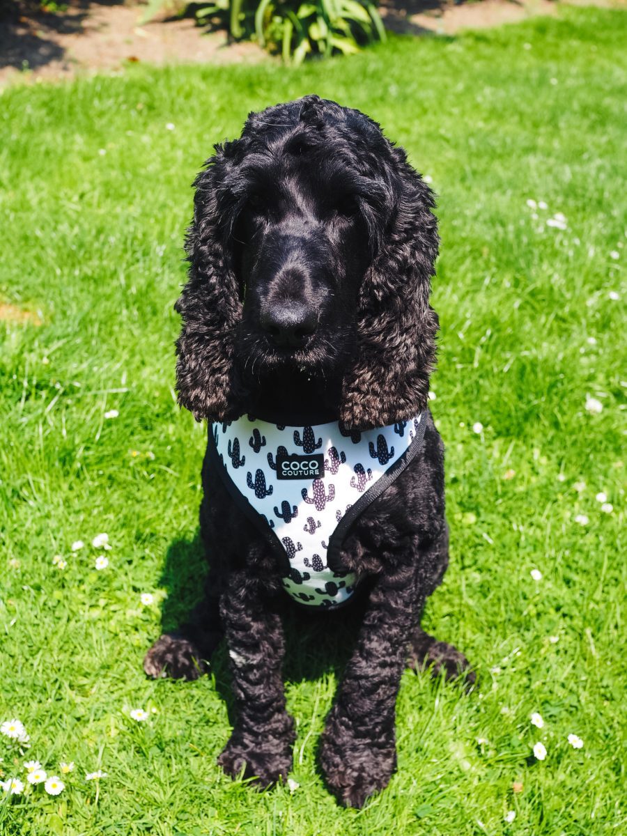 Prickly Paws Adjustable Dog Harness – by Coco Couture-6