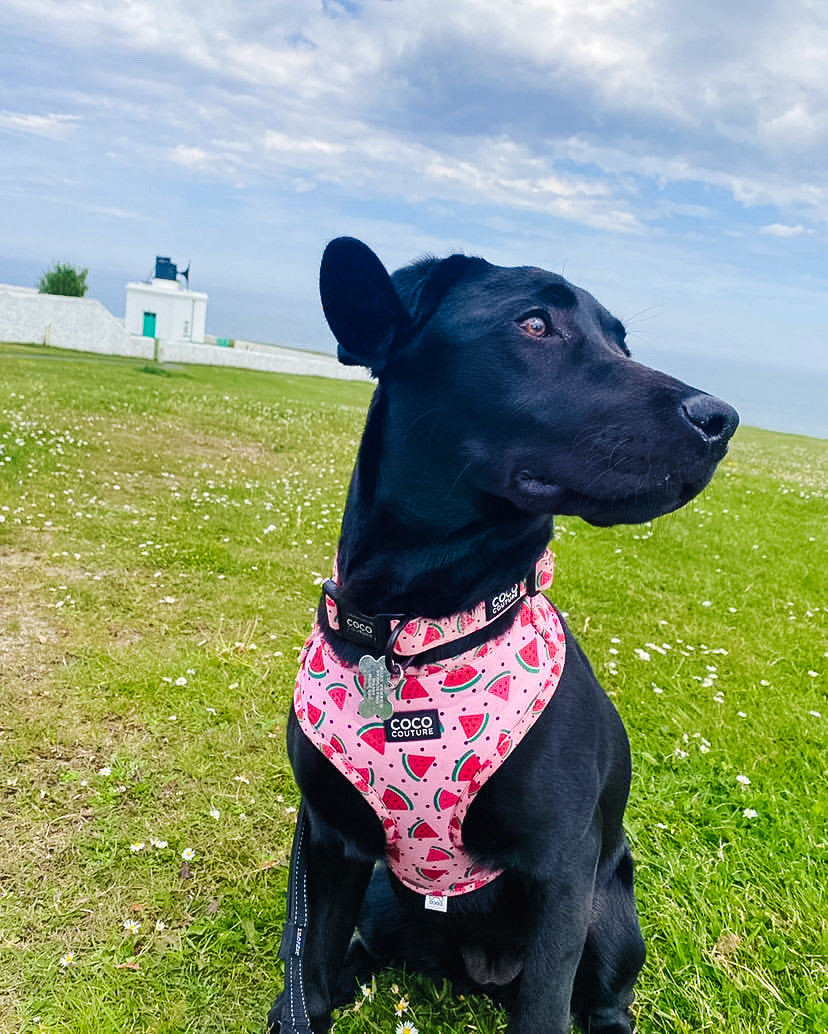 One in a Melon Adjustable Dog Harness – by Coco Couture-11