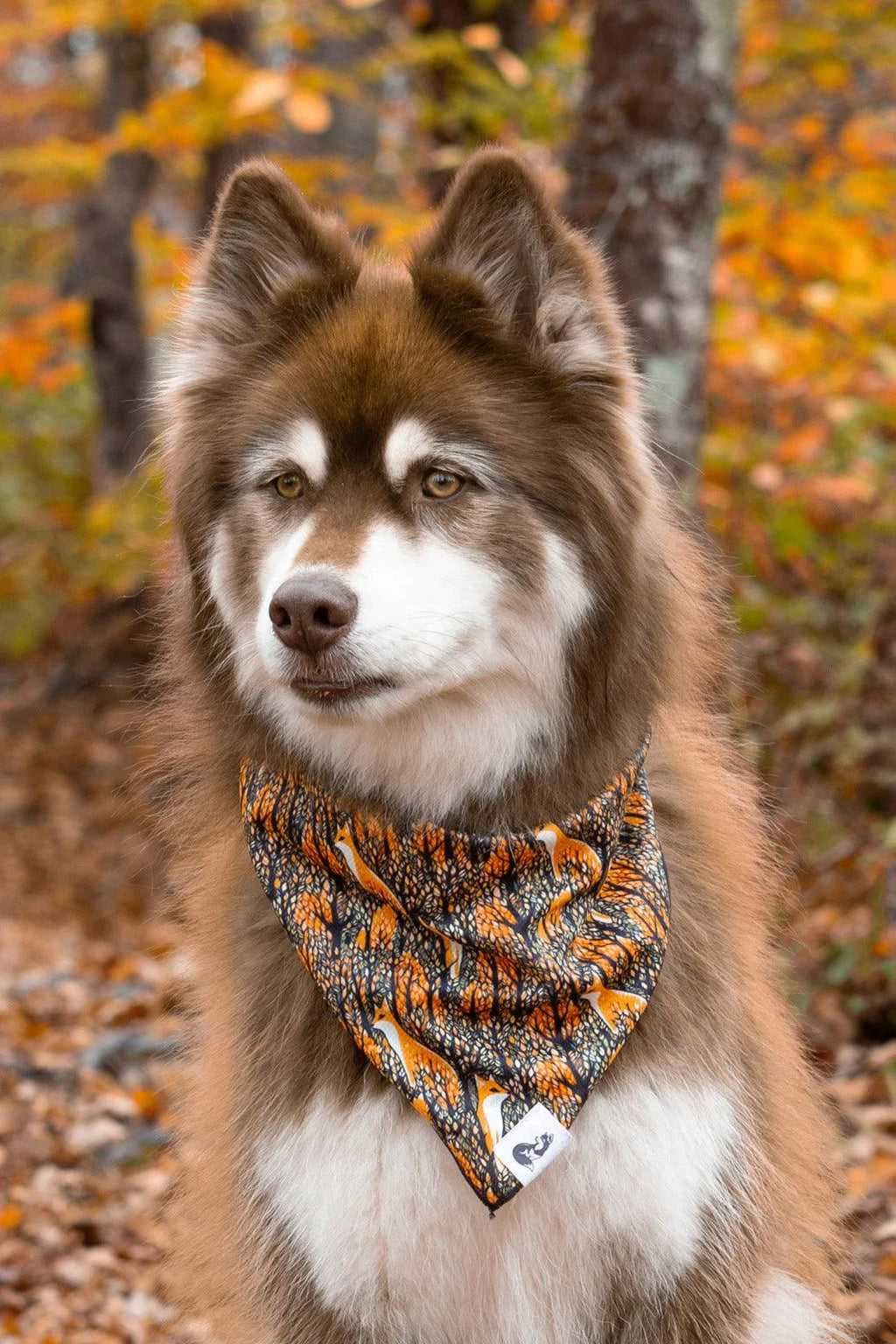 Foxes in Fall Dog Bandana-1