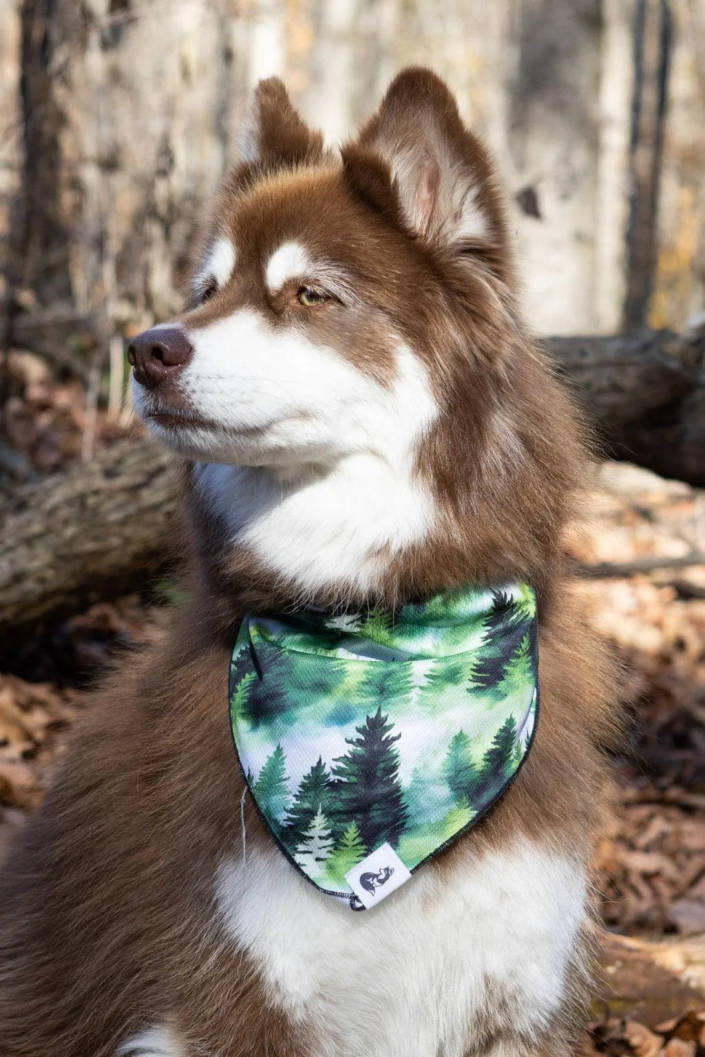 Evergreen Explorer Dog Bandana-1