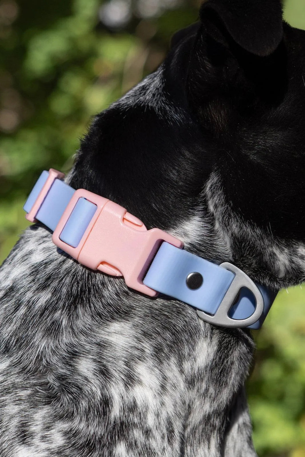 Blue Sky Orchid Waterproof Dog Collar-4