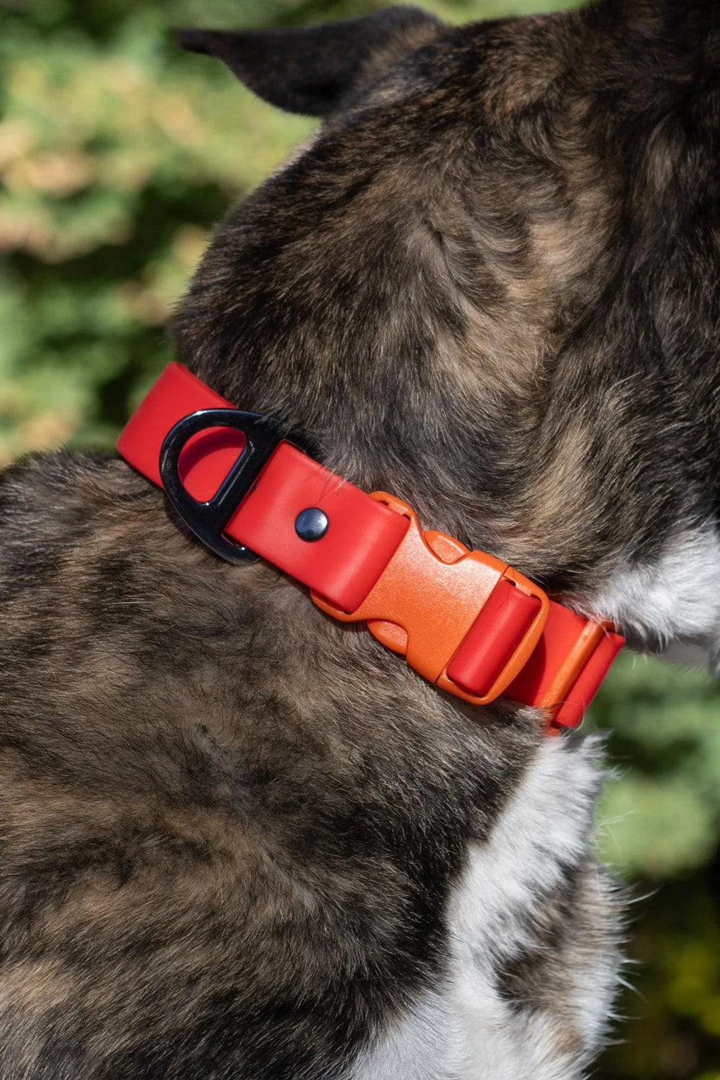 Scarlet Peaks Waterproof Dog Collar-1