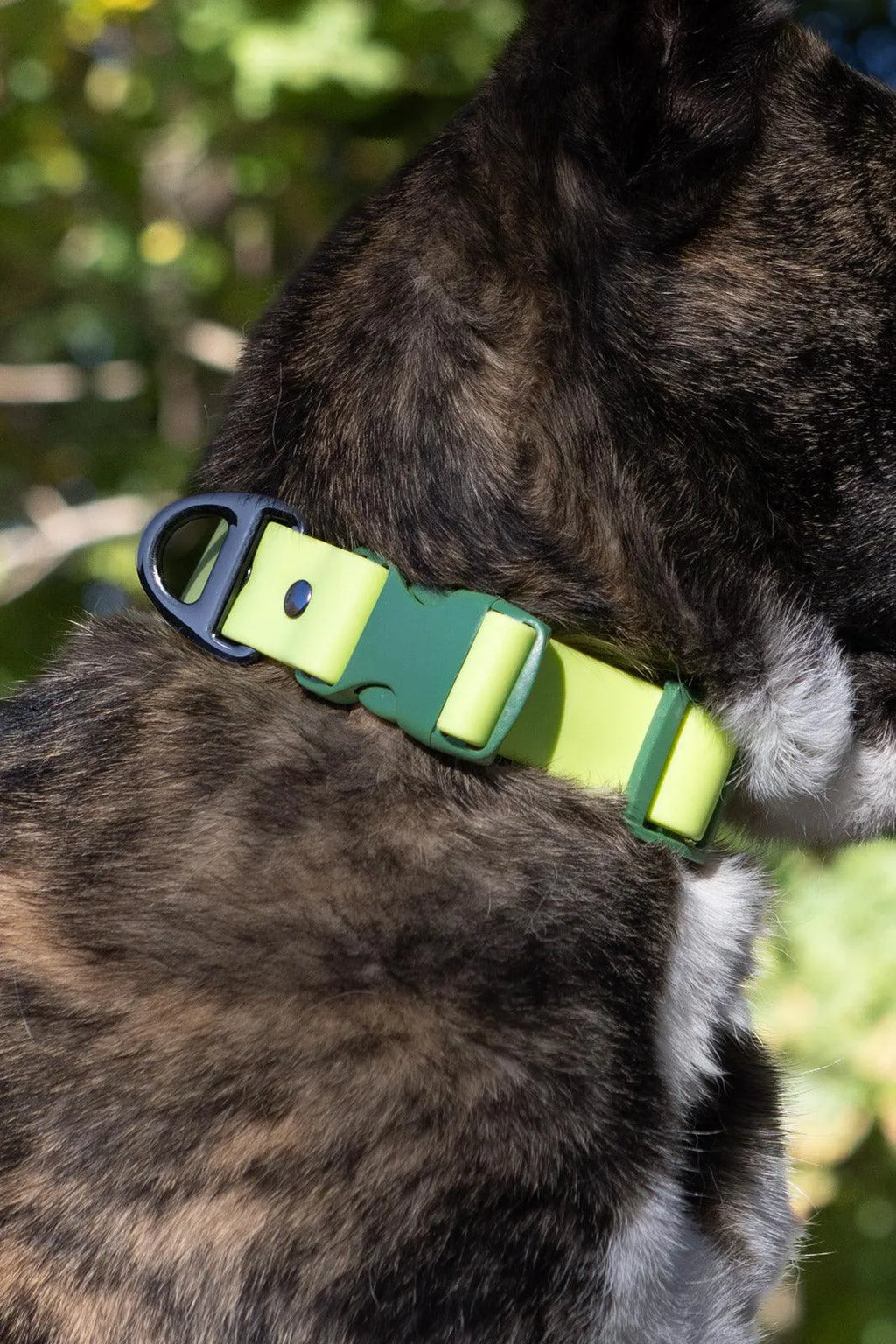 Mossy Pine Waterproof Dog Collar-1