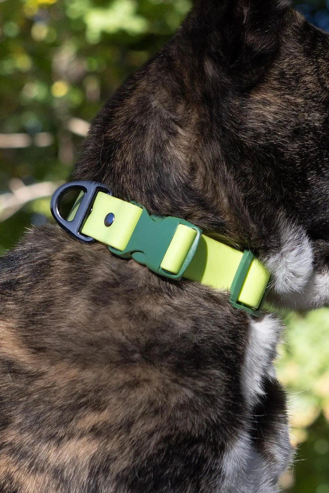 Mossy Pine Waterproof Dog Collar-1