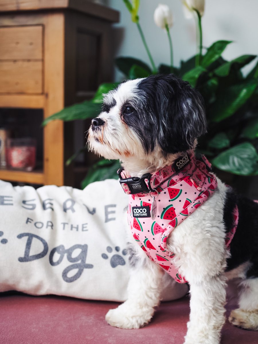 One in a Melon Adjustable Dog Harness – by Coco Couture-8