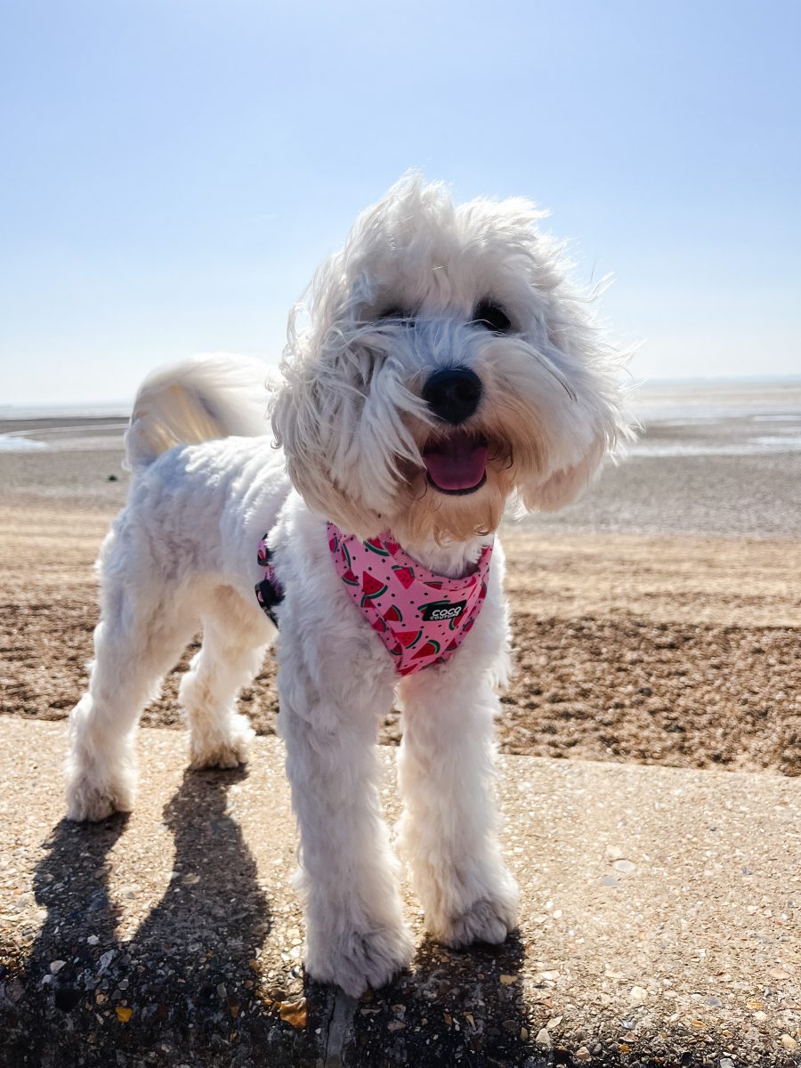 One in a Melon Adjustable Dog Harness – by Coco Couture-9