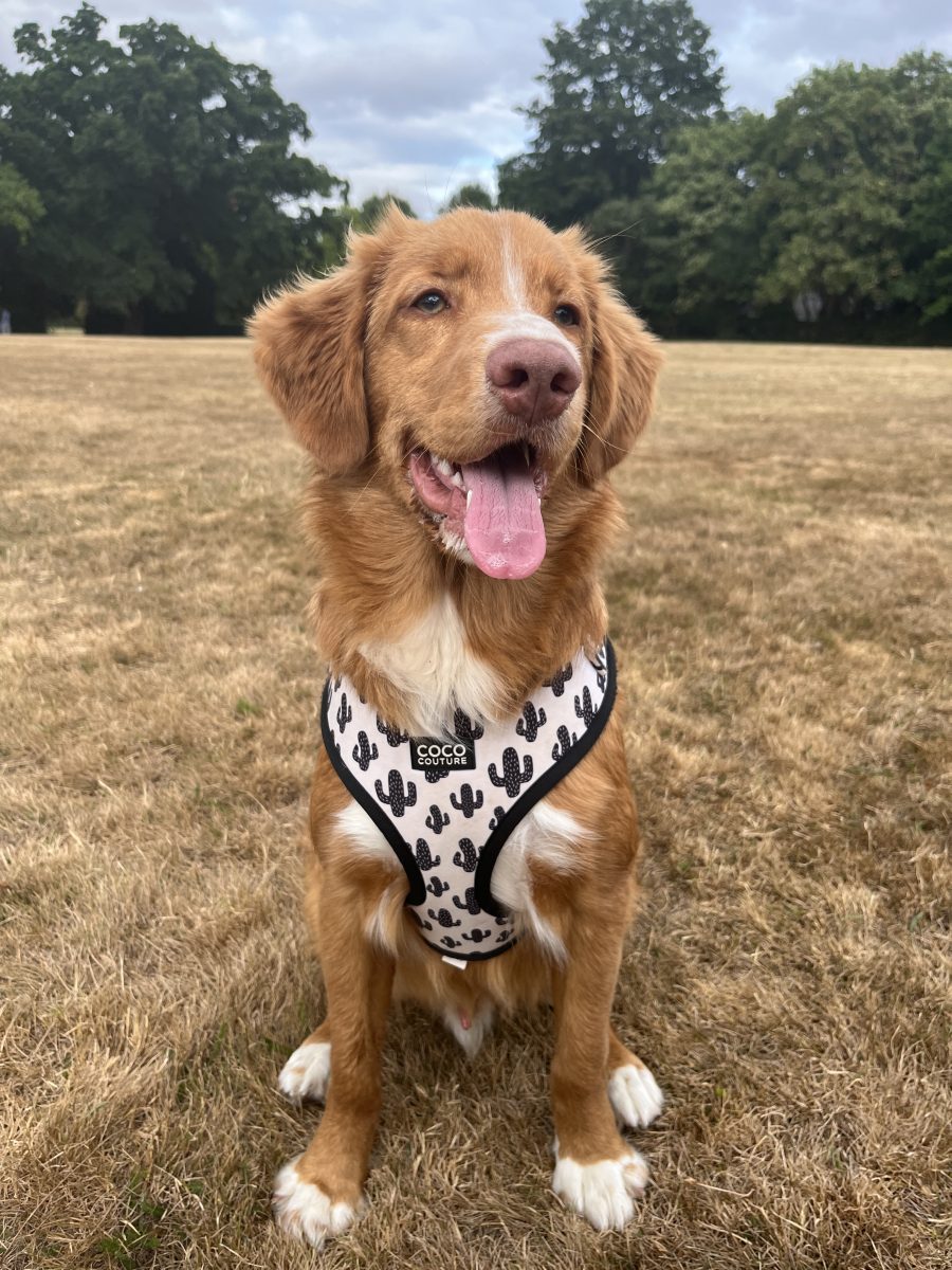 Prickly Paws Adjustable Dog Harness – by Coco Couture-5