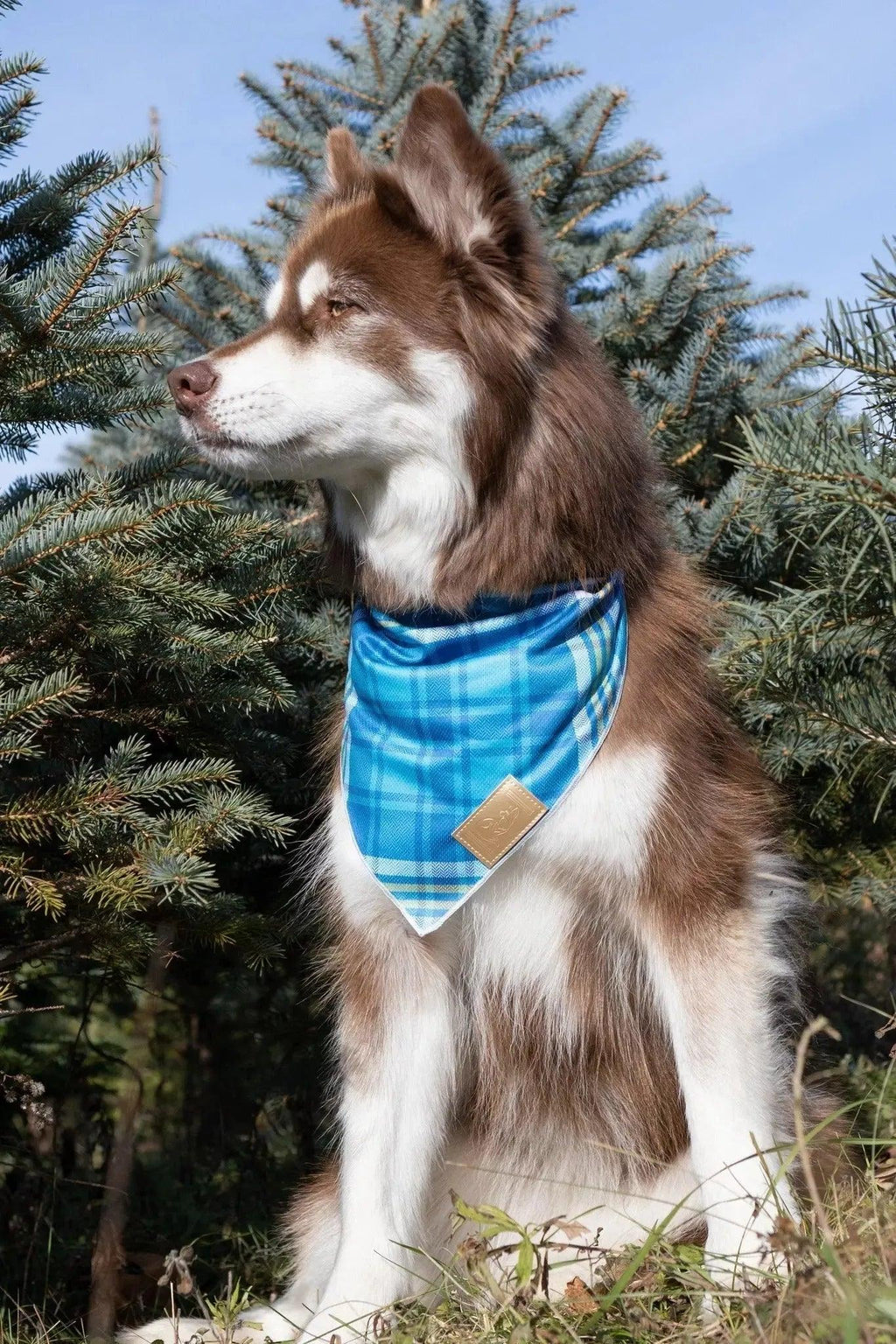 Blue Spruce Plaid Dog Bandana-1