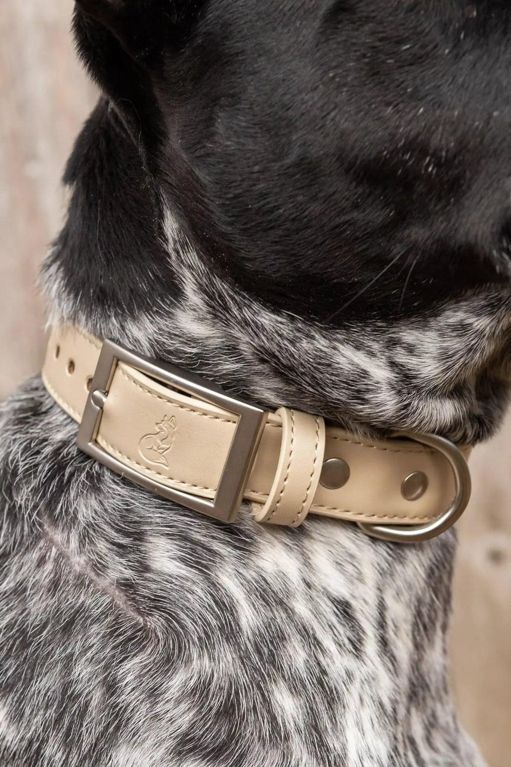 Champagne Fizz Vegan Leather Dog Collar-1