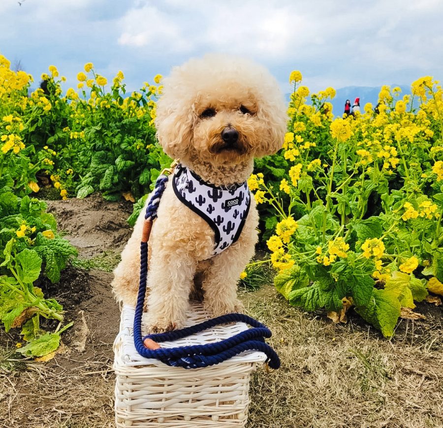 Prickly Paws Adjustable Dog Harness – by Coco Couture-4