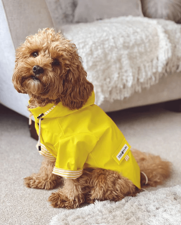Sloane Waterproof Dog Rain Jacket (Lemon) – by The Paw Co.-4