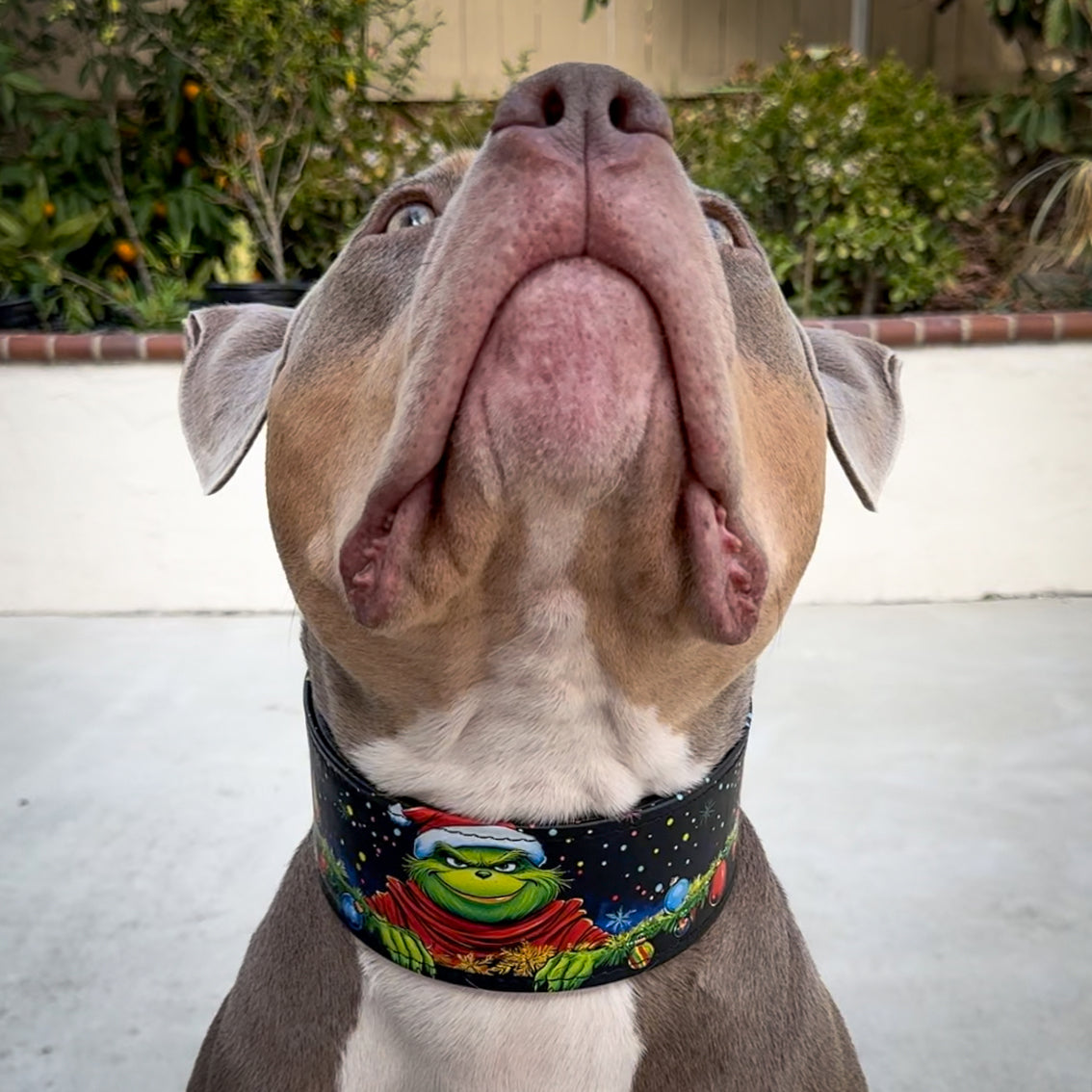 The Grinch Limited Collar-4