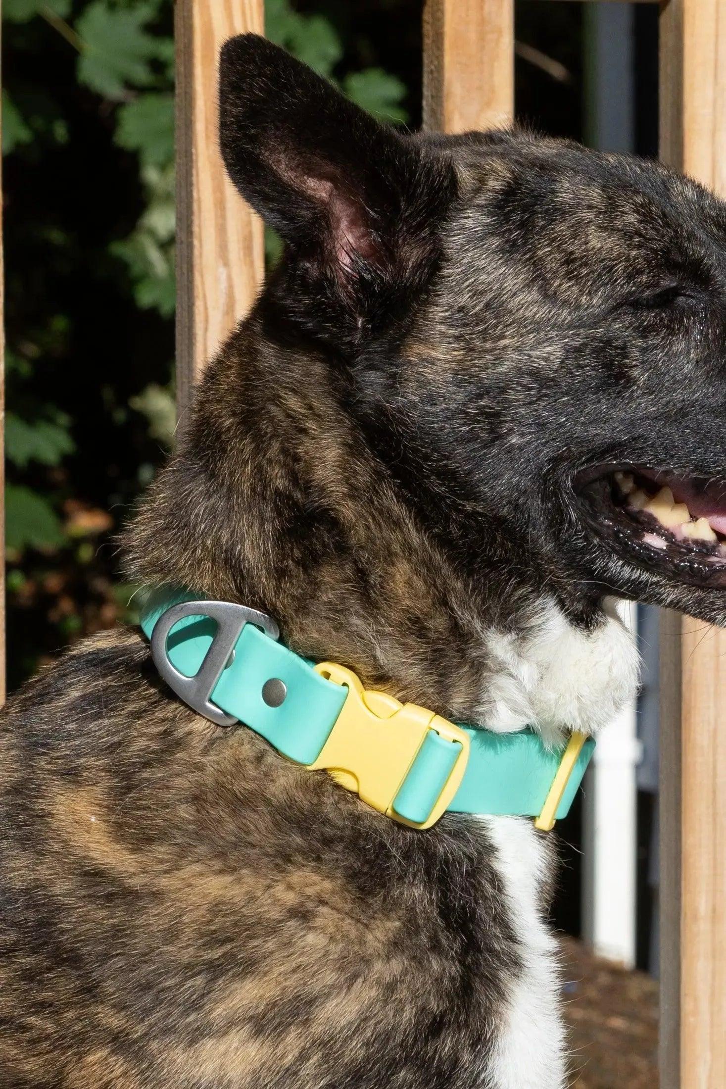 Island Vibes Waterproof Dog Collar-1