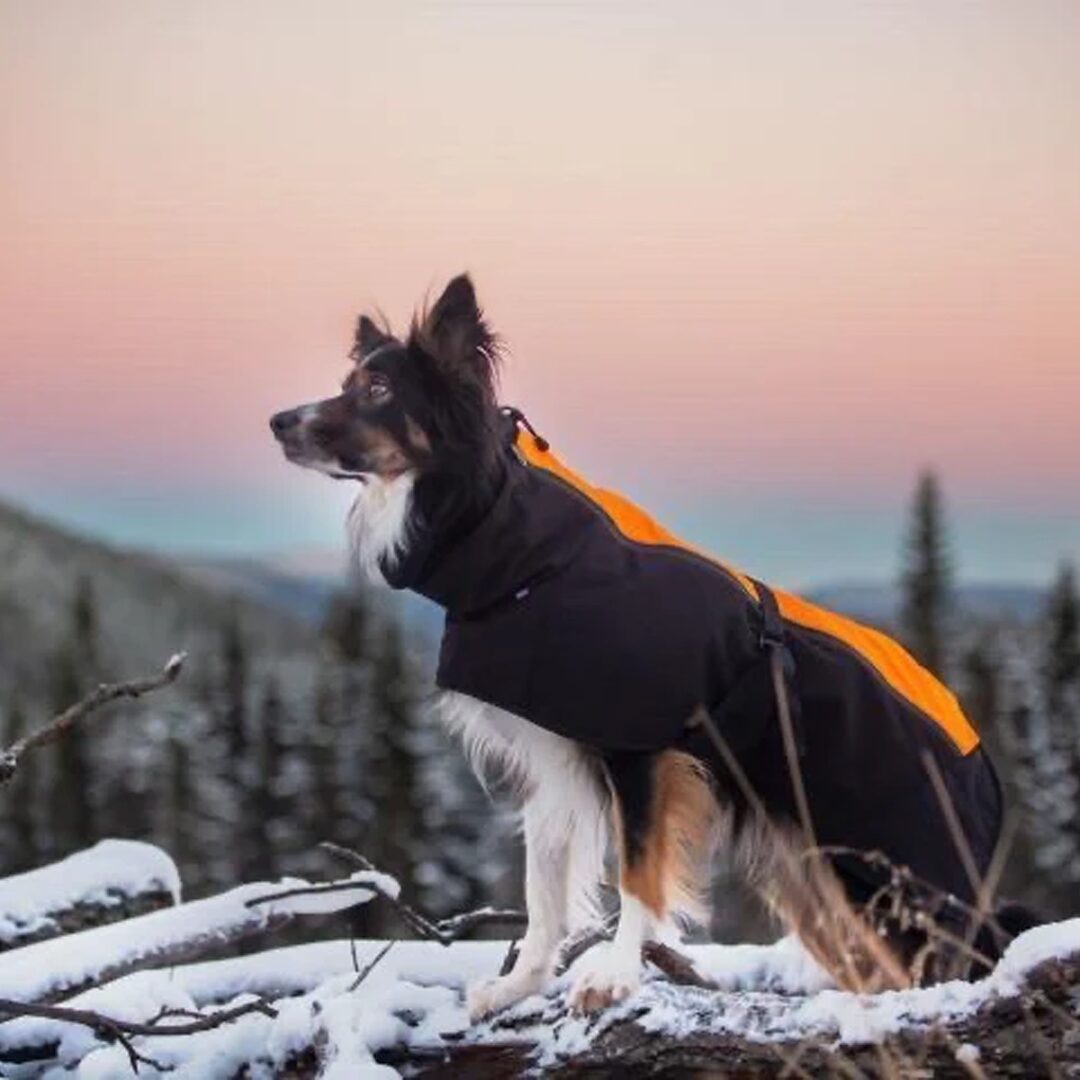 Jaegr Supreme Dog Coat - Highlighter Range - by Jaegr Dogwear-0