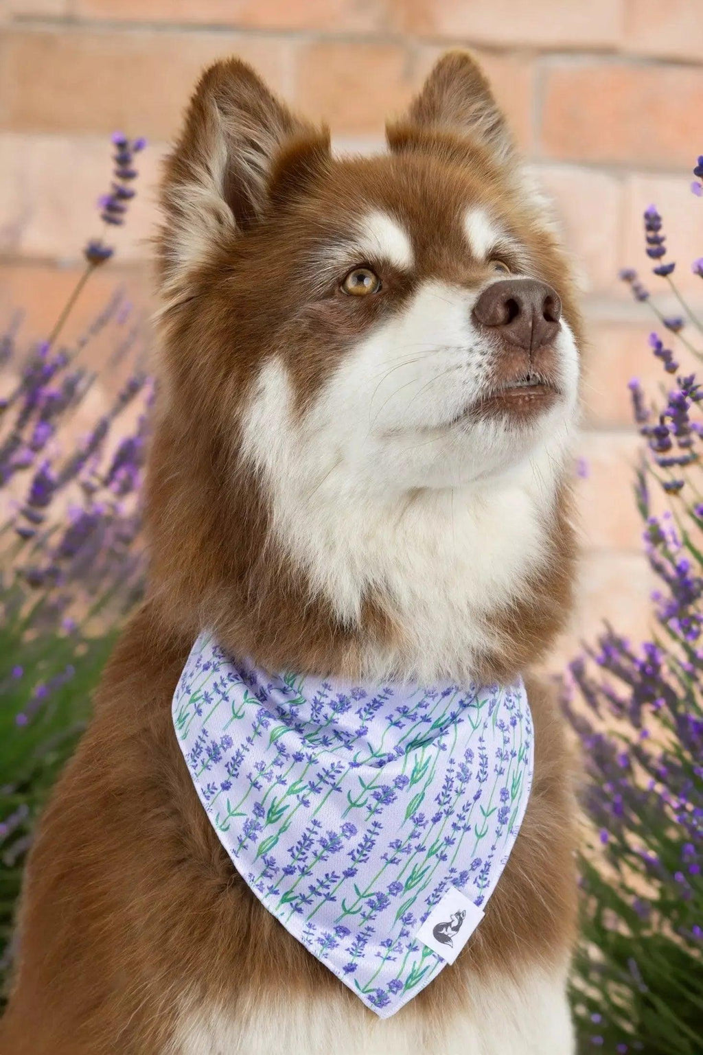 Lavender Blooms Dog Bandana-1