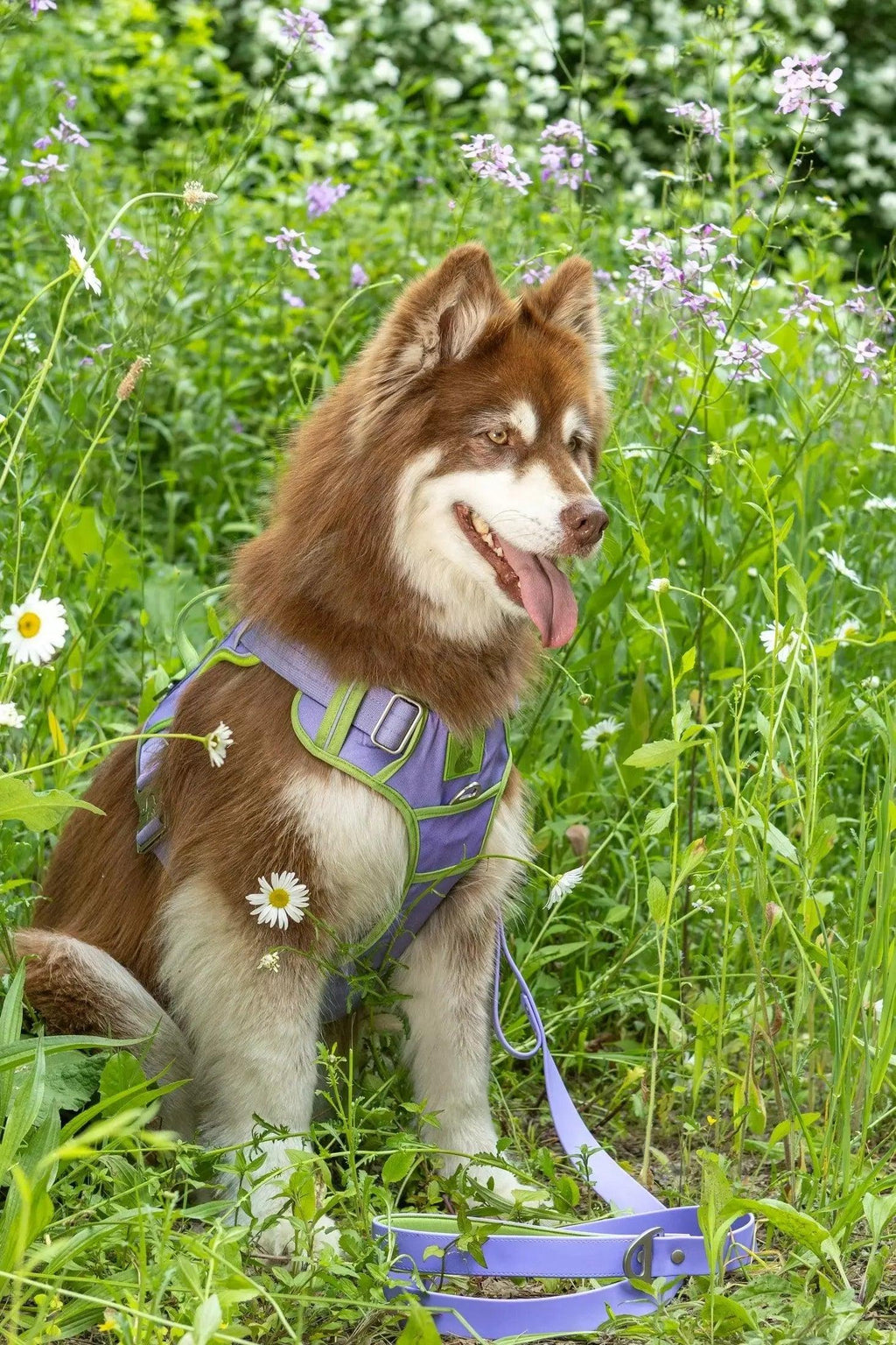 Lavender Garden Ultimate Dog Harness-1