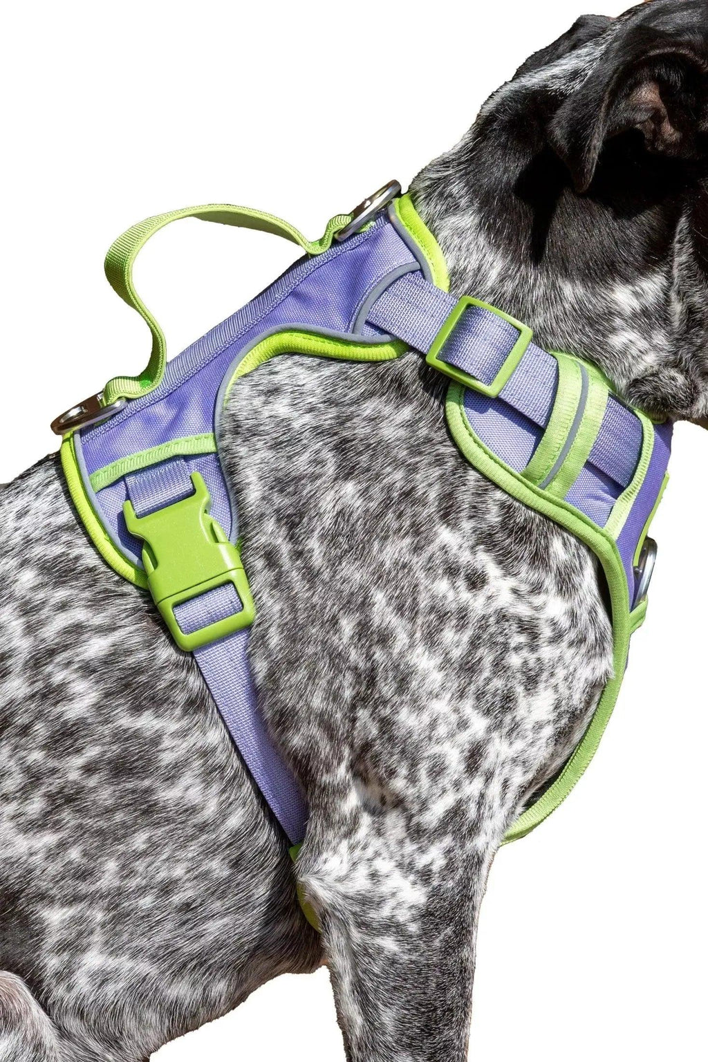 Lavender Garden Ultimate Dog Harness-5