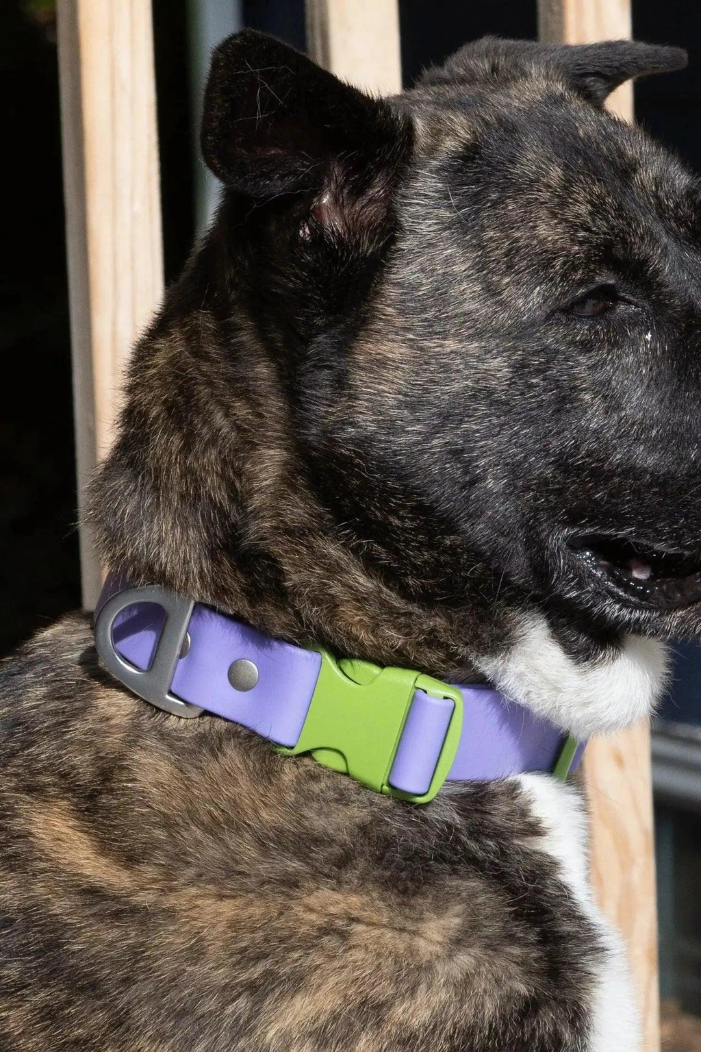 Lavender Garden Waterproof Dog Collar-1