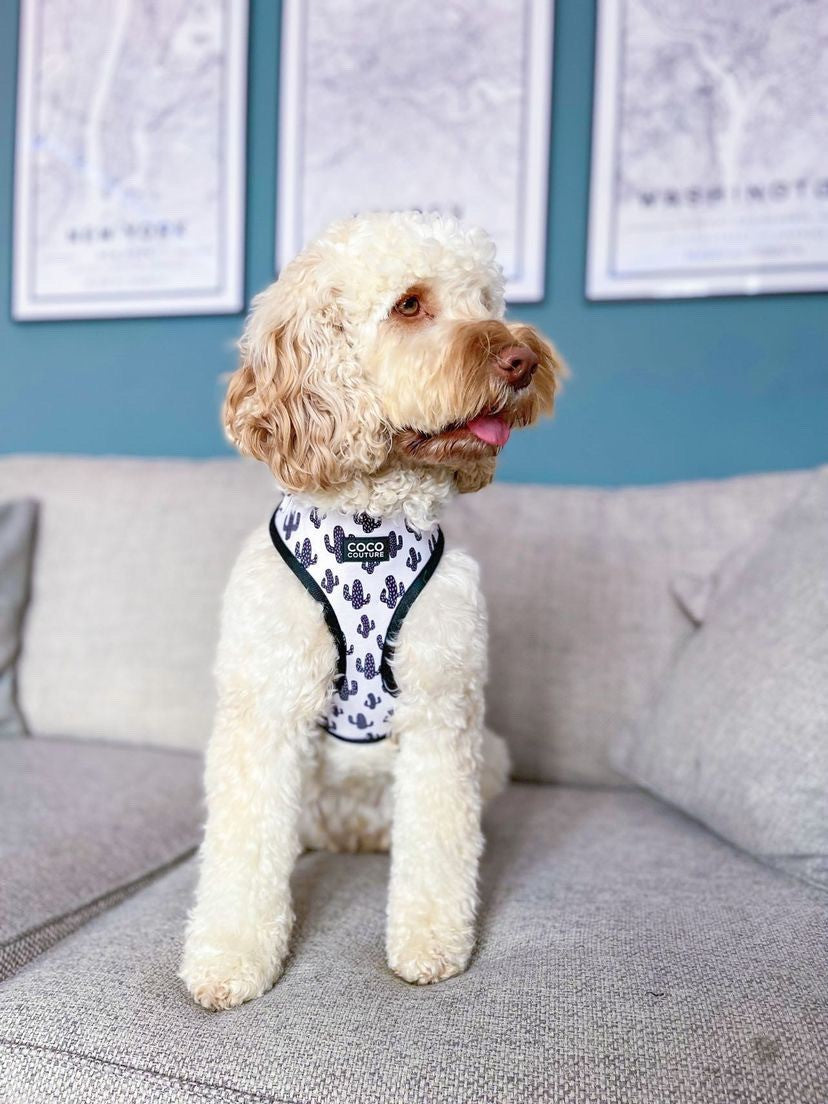 Prickly Paws Adjustable Dog Harness – by Coco Couture-7