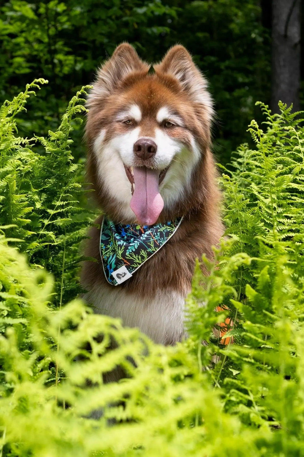 Magical Fern Forest Dog Bandana-1