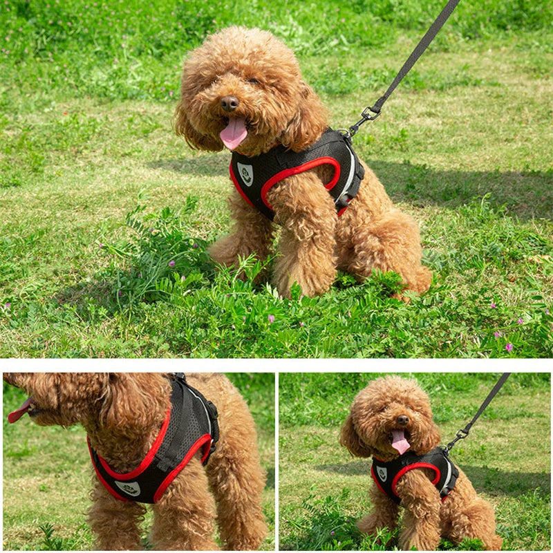 Puppy Harness and Leash Set for Small Dogs-4
