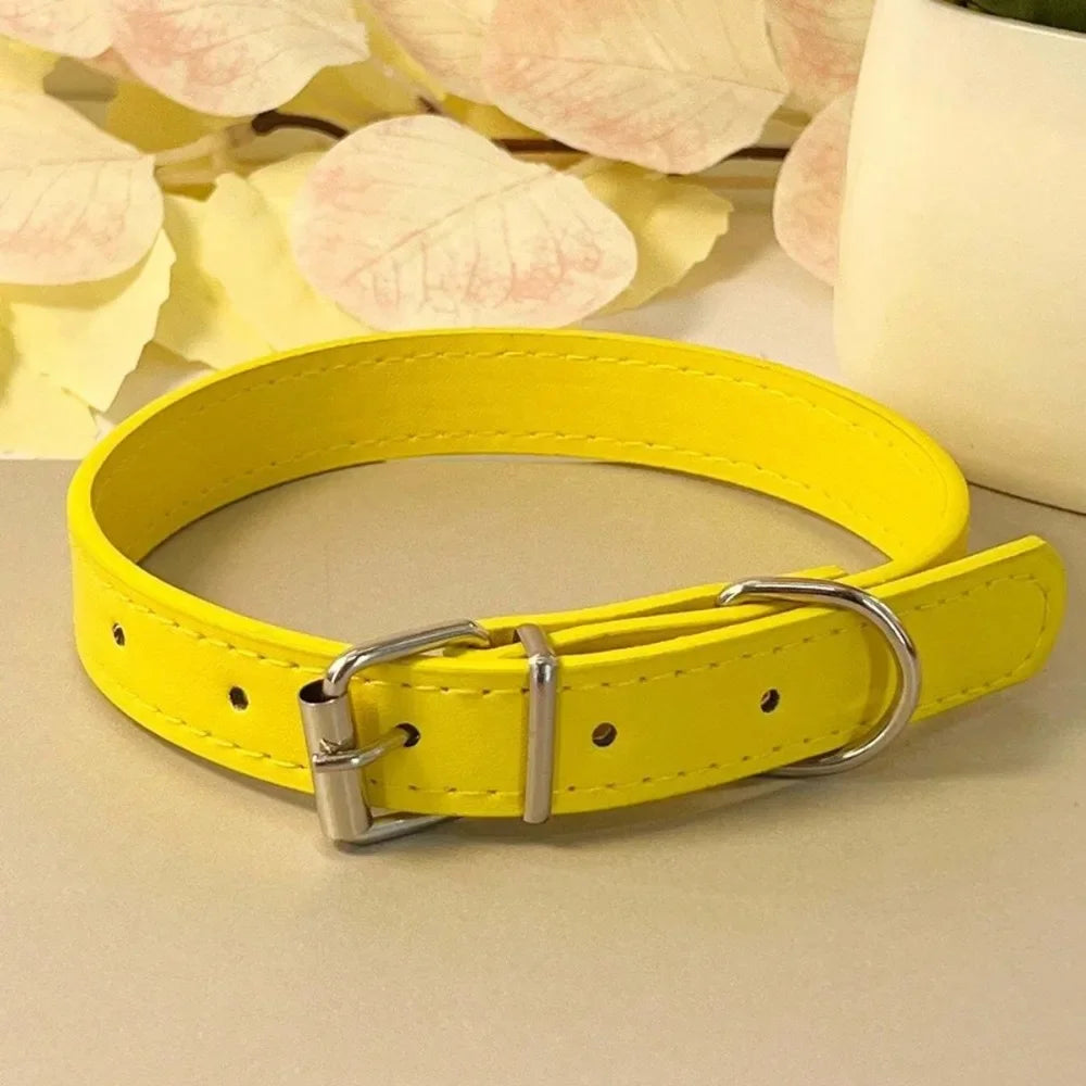 Colourful Collar for Small Dogs