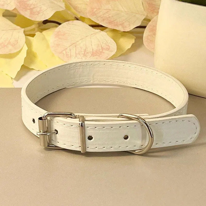 Colourful Collar for Small Dogs