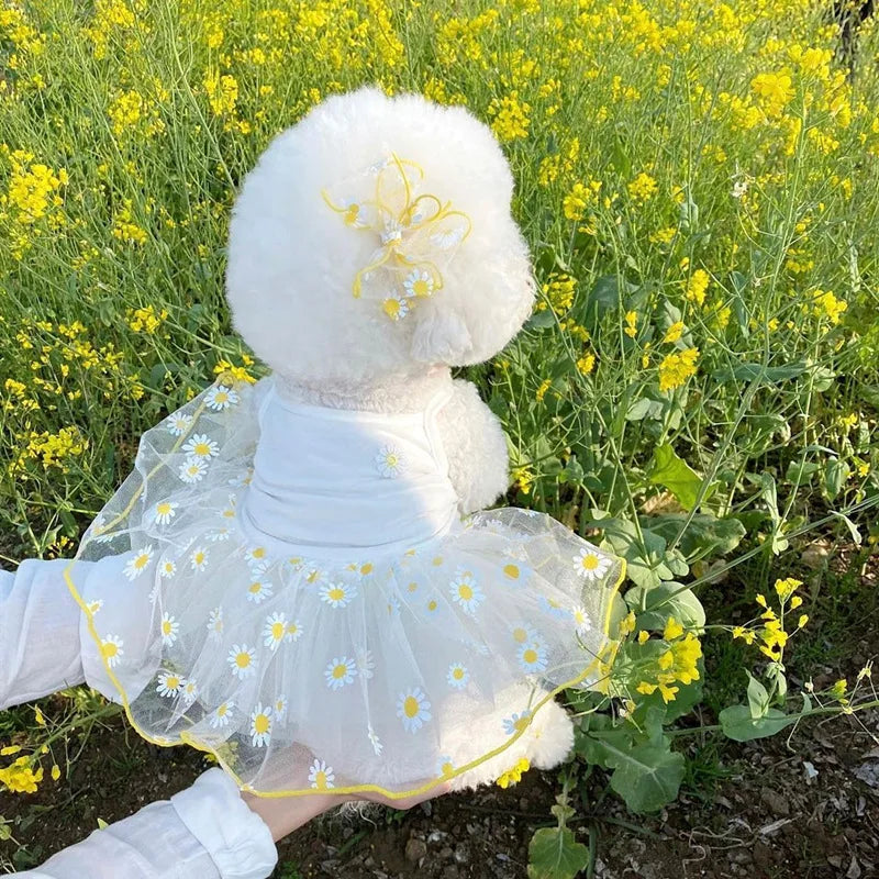 Cute Dress for Small Dogs