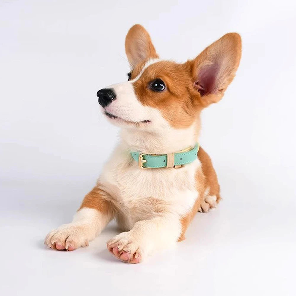 Premium Leather Small Dog Collar