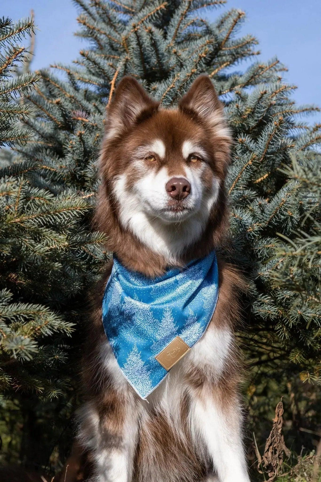 Siberian Spruce Dog Bandana-1