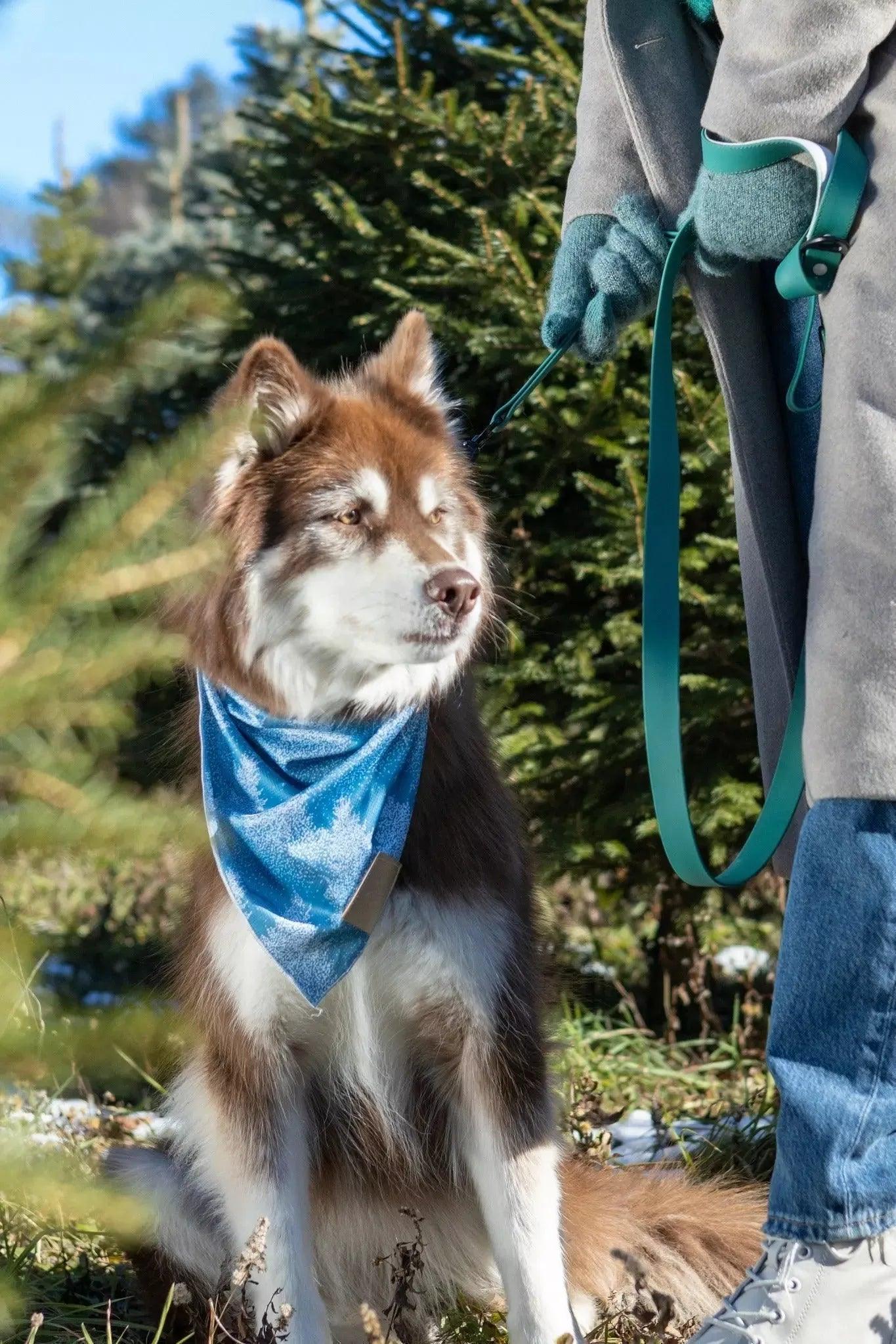 Siberian Spruce Dog Bandana-2