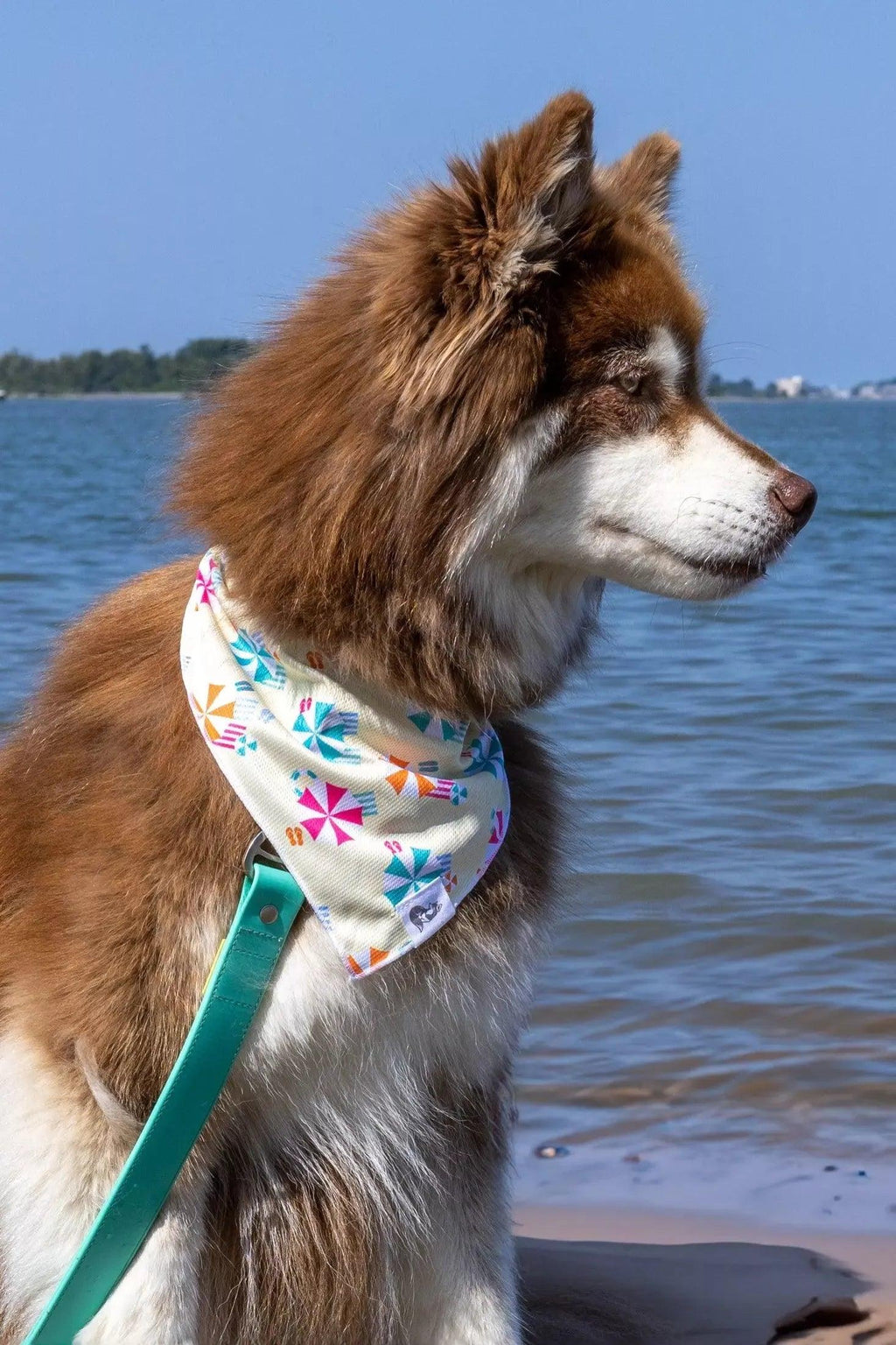 Sun & Shade Dog Bandana-1