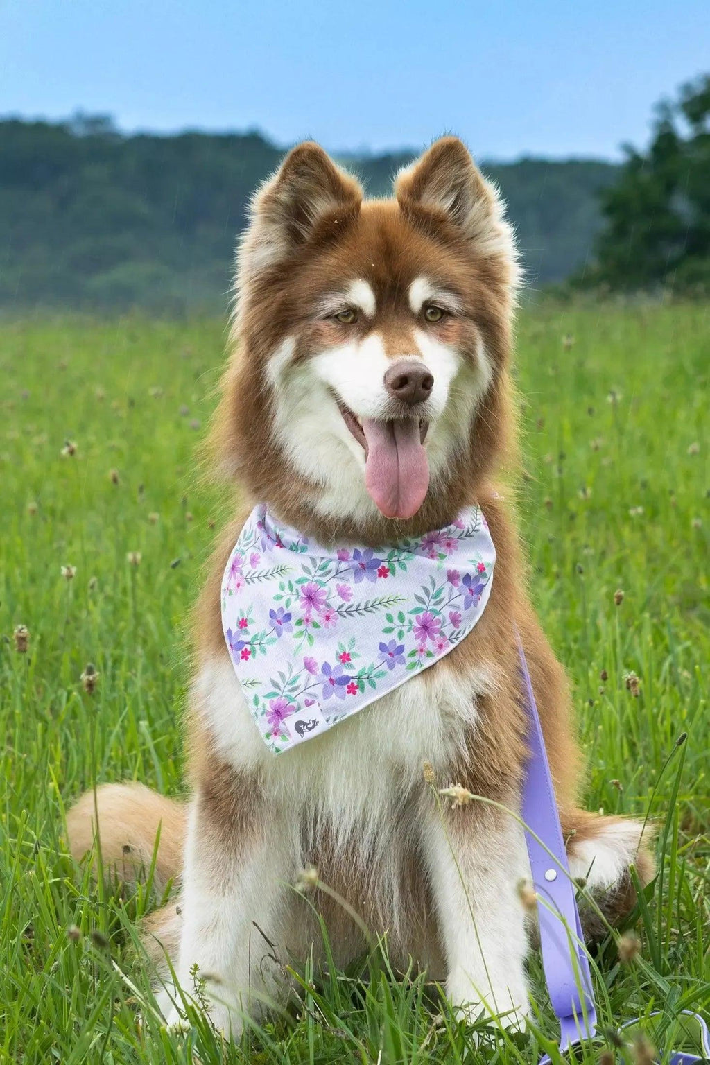 Wildflower Meadow Dog Bandana-1