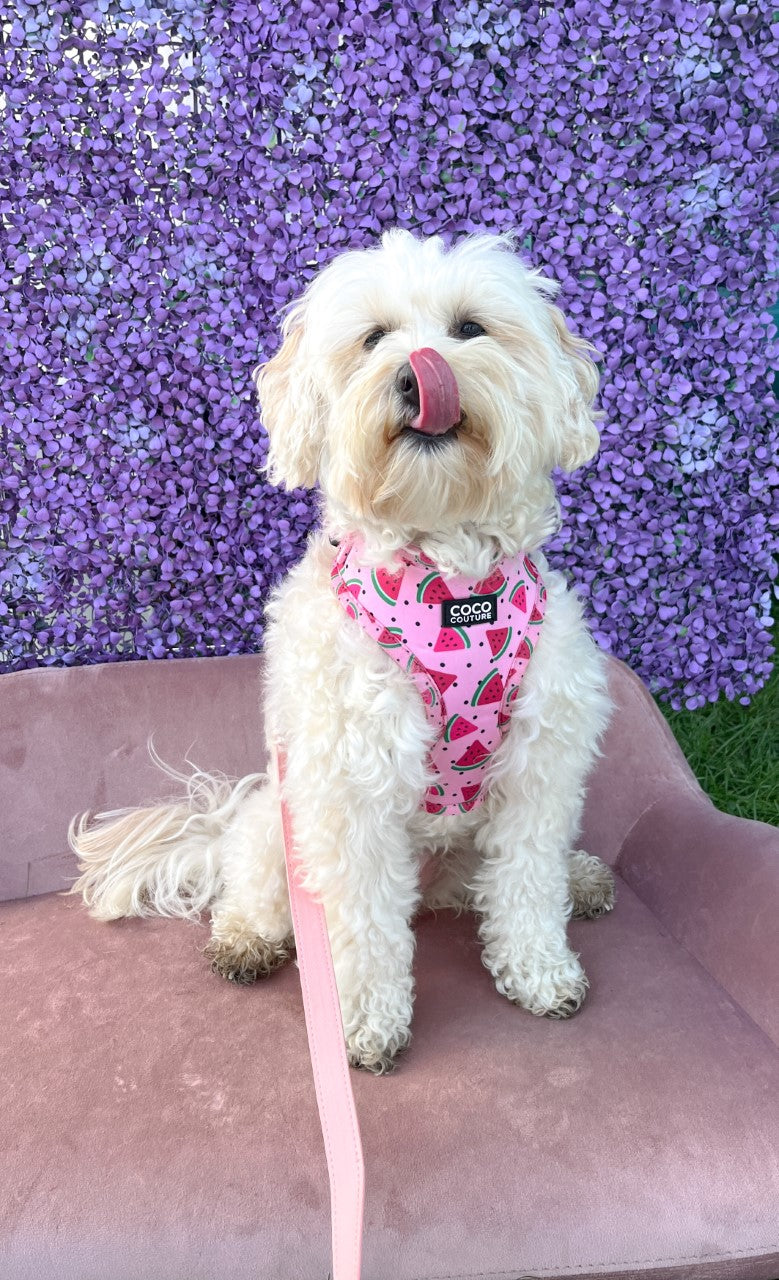 One in a Melon Adjustable Dog Harness – by Coco Couture-6