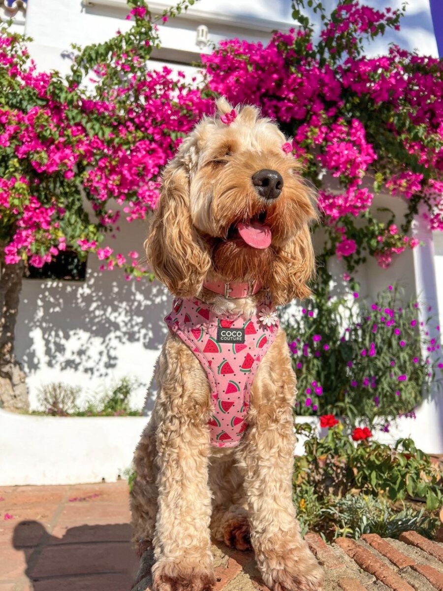 One in a Melon Adjustable Dog Harness – by Coco Couture-7