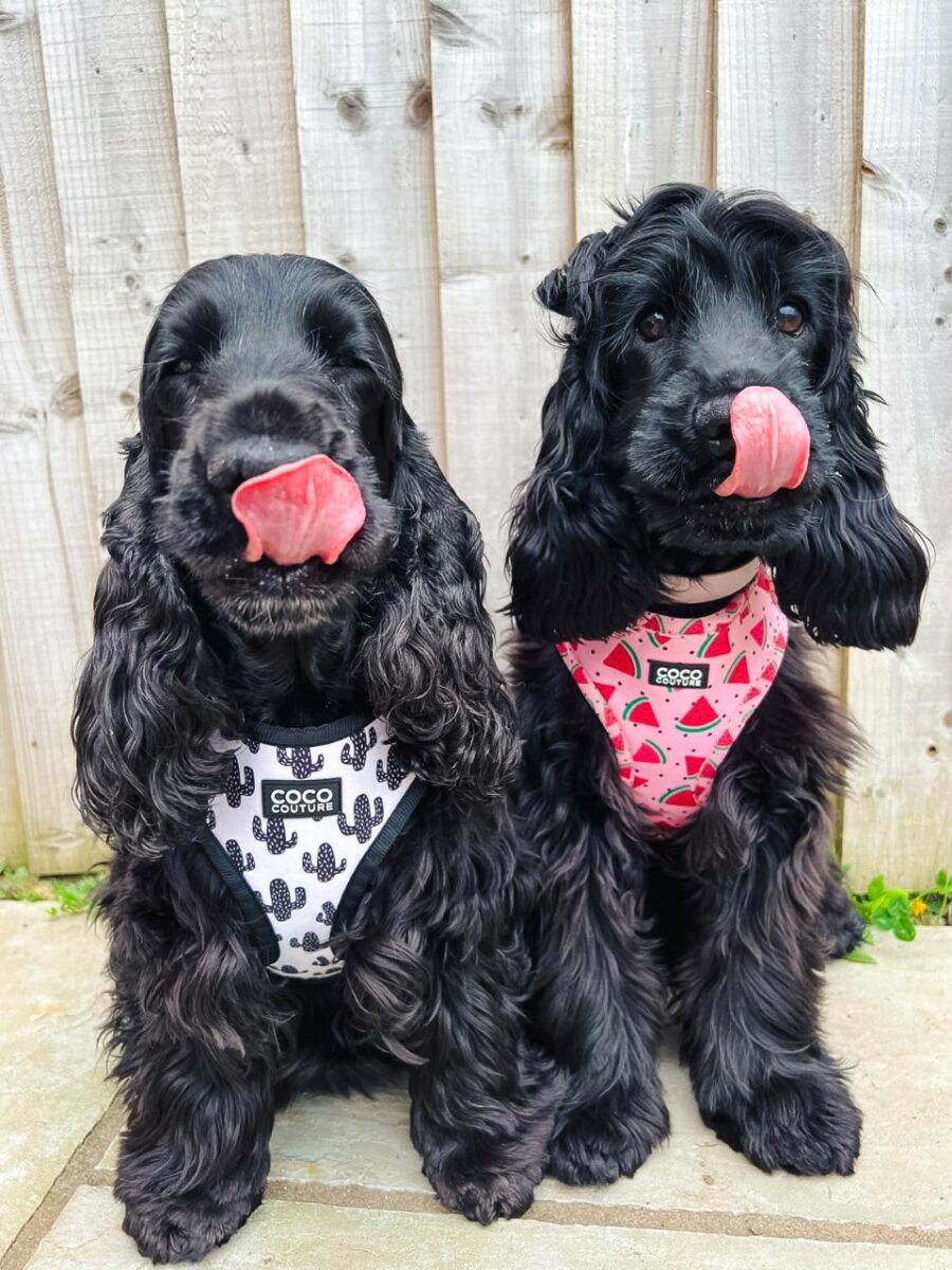 One in a Melon Adjustable Dog Harness – by Coco Couture-5