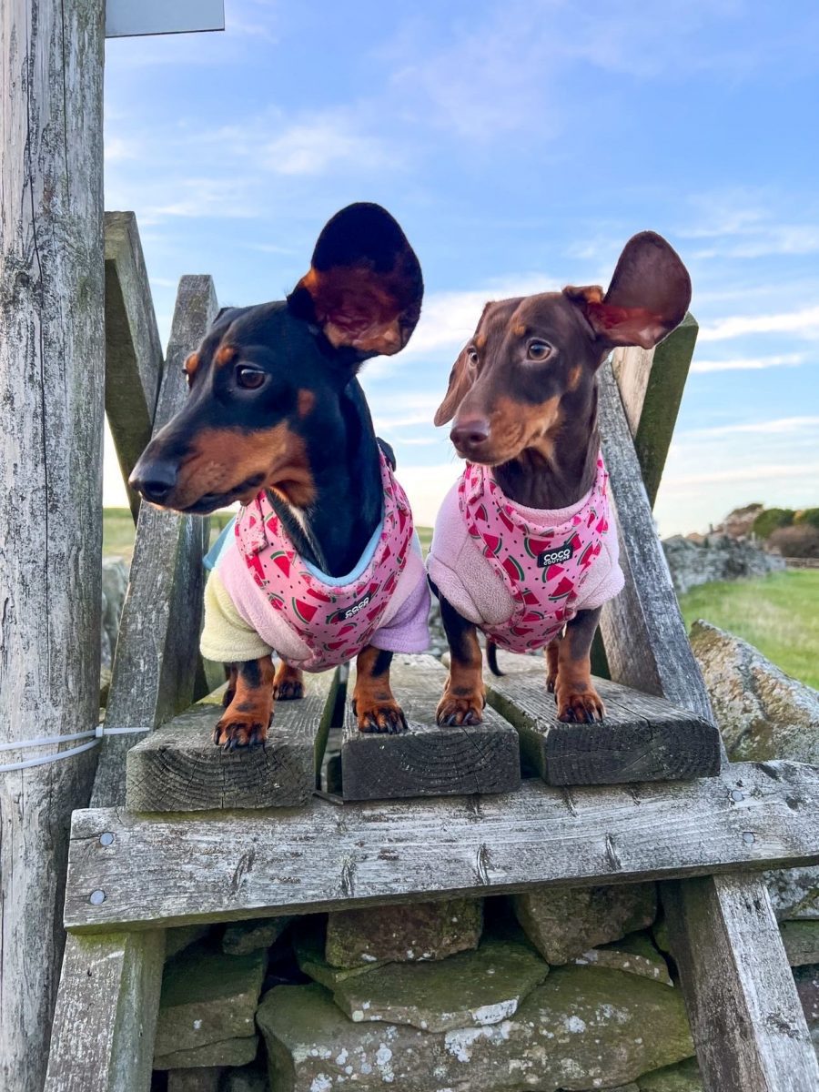 One in a Melon Adjustable Dog Harness – by Coco Couture-4