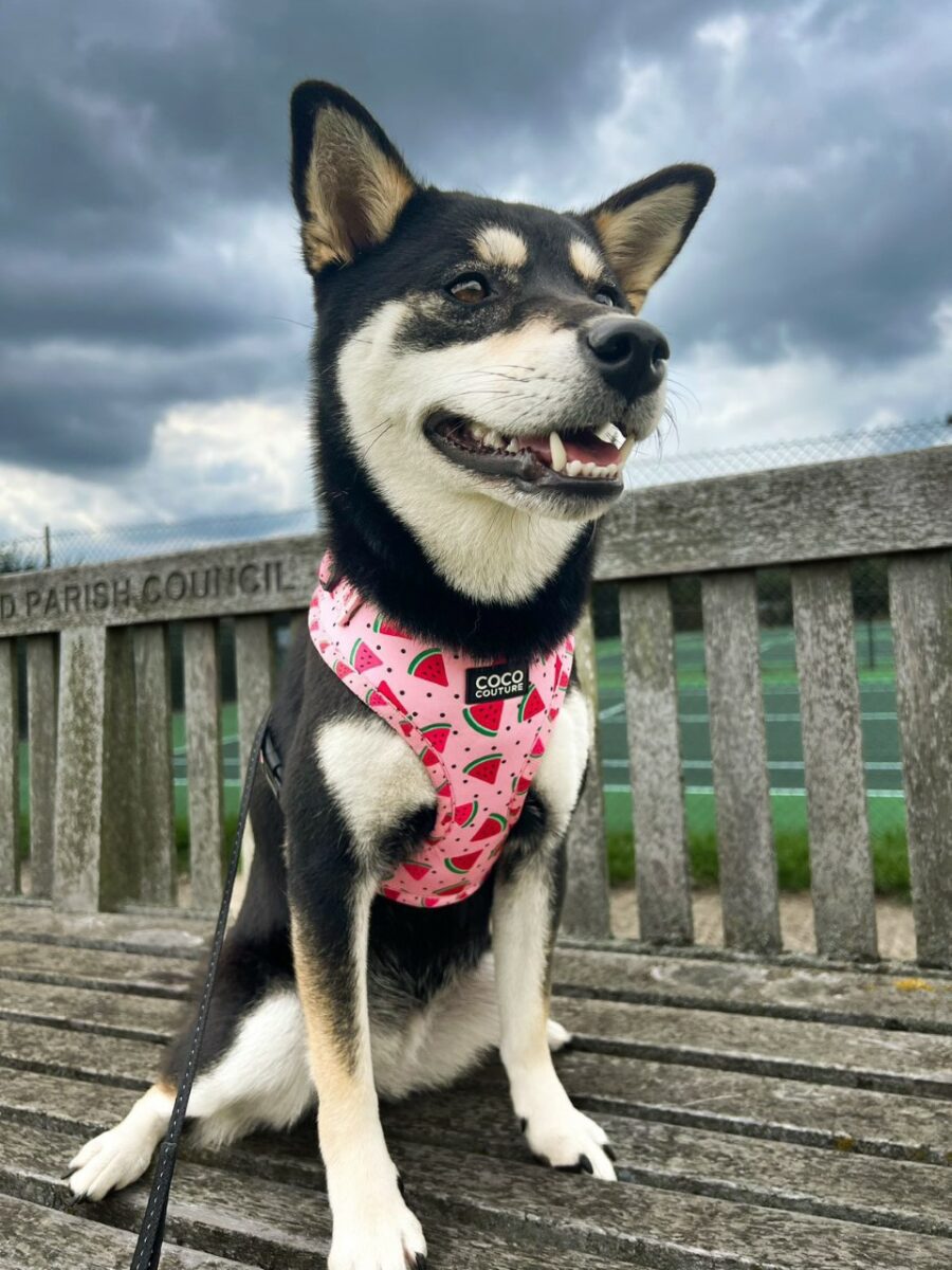 One in a Melon Adjustable Dog Harness – by Coco Couture-1